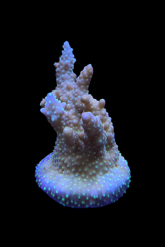 (RSCF) Gold with Green Polyps Acropora Coral WYSIWYG