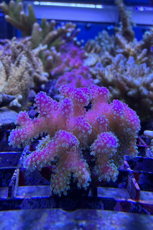 (RSCF) Rainbow Stylophora Coral WYSIWYG