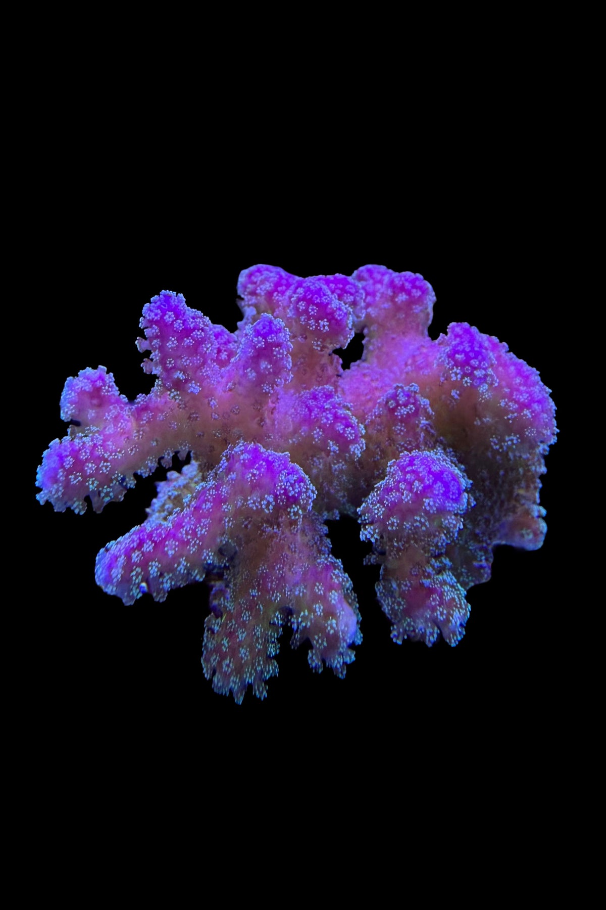 (RSCF) Rainbow Stylophora Coral WYSIWYG