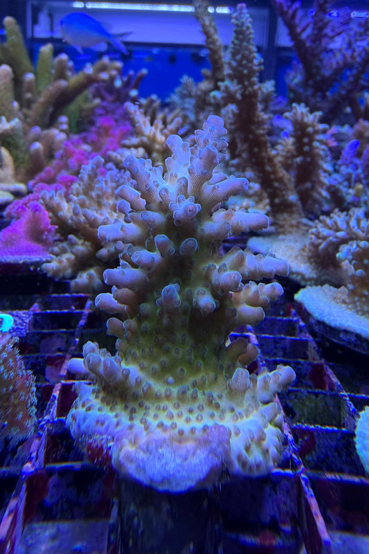 (RSCF) Mystic Multicolor Acropora Coral WYSIWYG