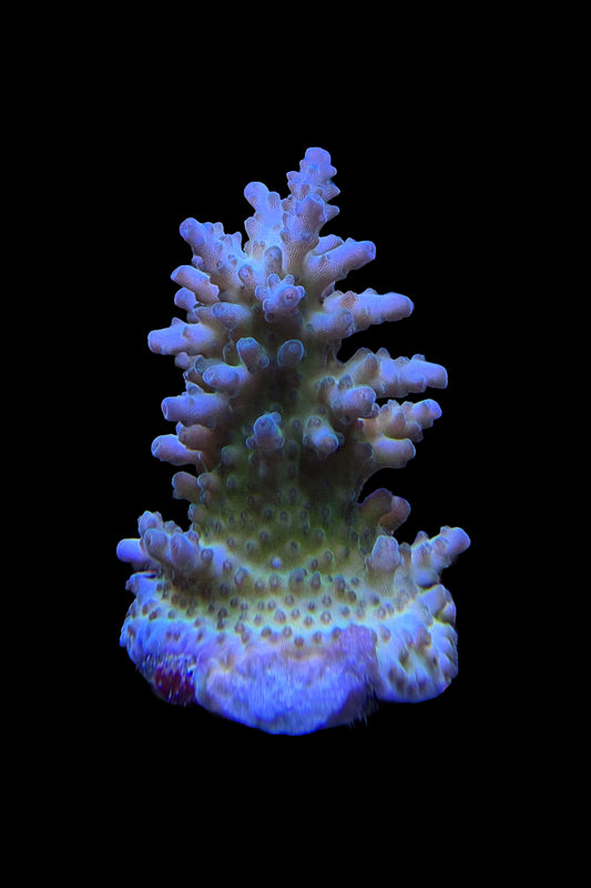 (RSCF) Mystic Multicolor Acropora Coral WYSIWYG