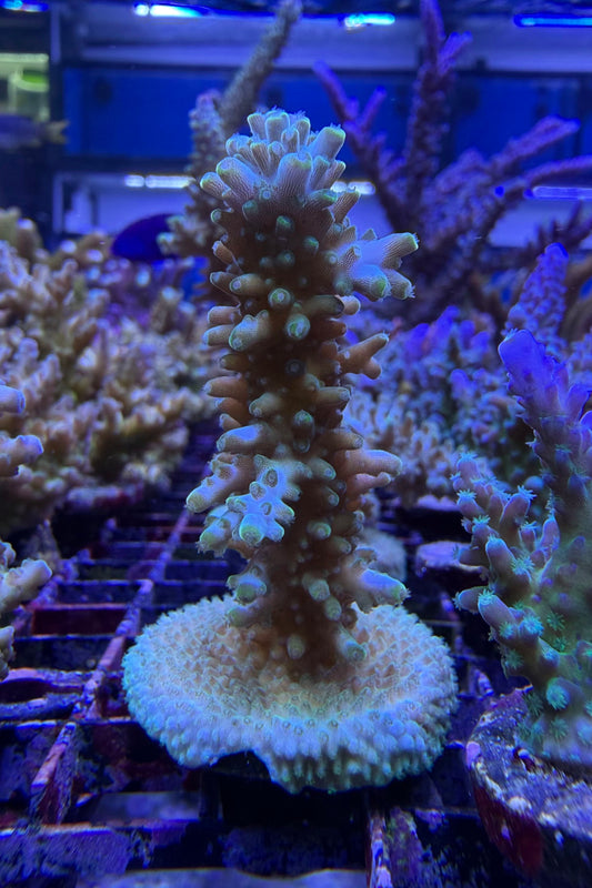 (RSCF) Aquatip Staghorn Acropora Coral WYSIWYG
