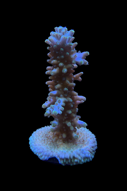 (RSCF) Aquatip Staghorn Acropora Coral WYSIWYG