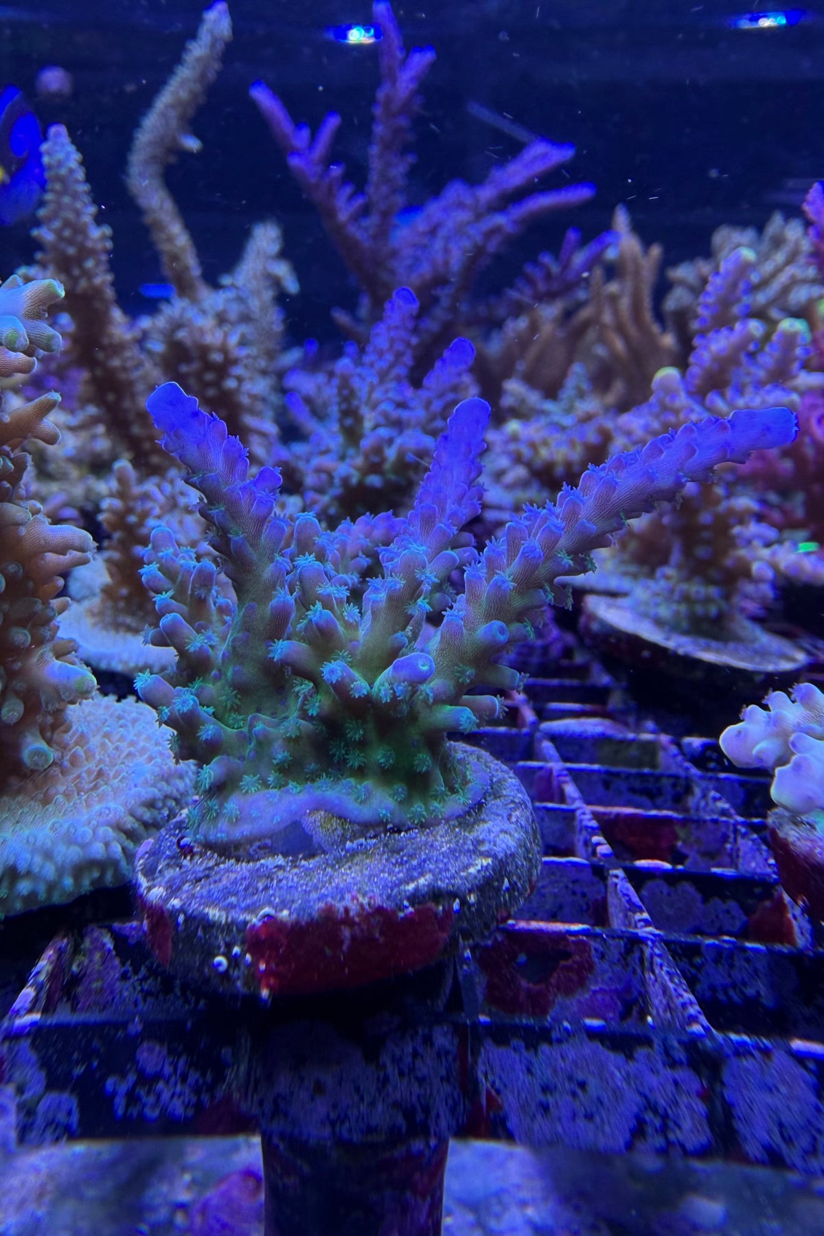 (RSCF) Blue Tort Acropora Coral WYSIWYG