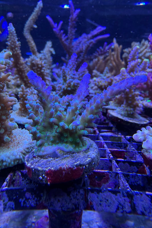 (RSCF) Blue Tort Acropora Coral WYSIWYG