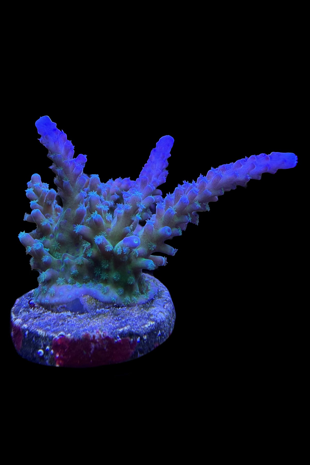 (RSCF) Blue Tort Acropora Coral WYSIWYG