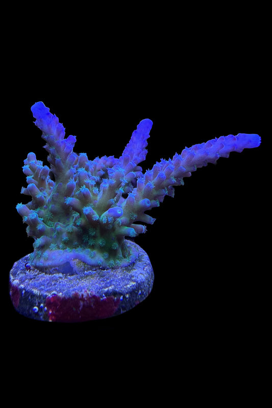 (RSCF) Blue Tort Acropora Coral WYSIWYG