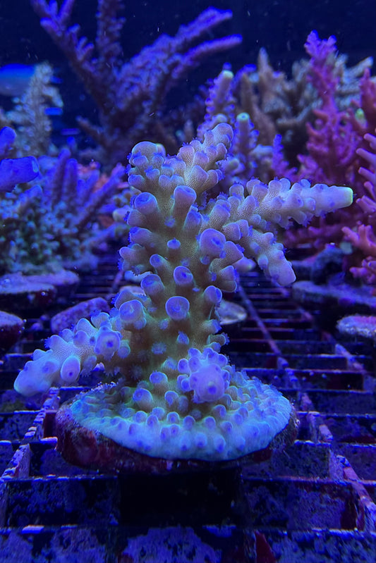 (RSCF) Blueberry (Yellow Tip) Acropora Coral WYSIWYG