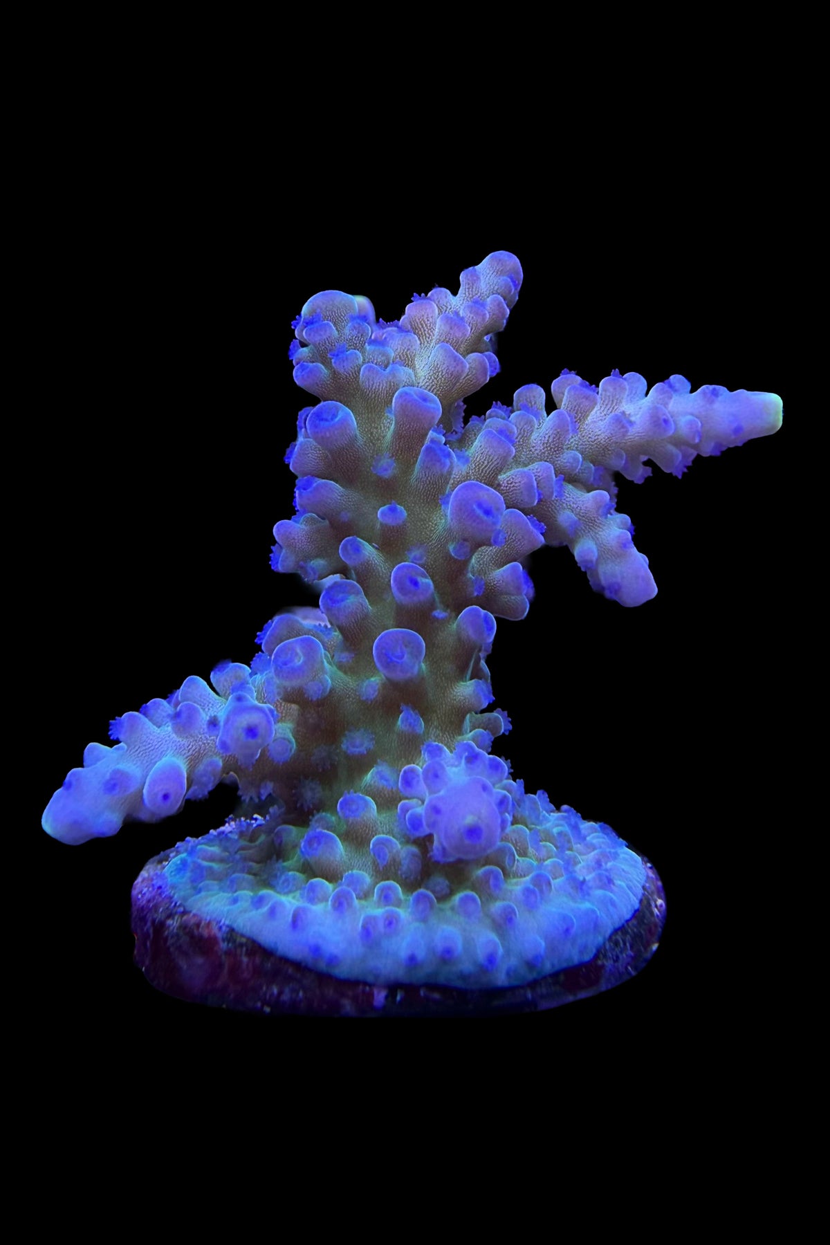 (RSCF) Blueberry (Yellow Tip) Acropora Coral WYSIWYG