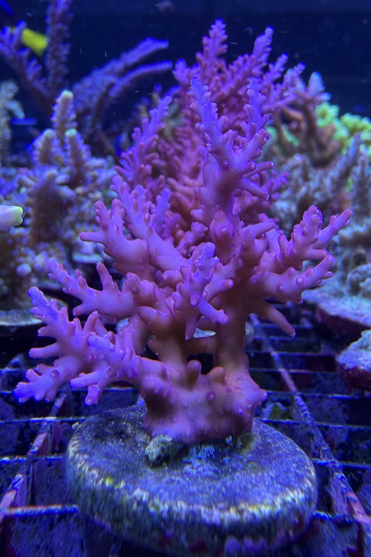 (RSCF) Red Dragon Acropora WYSIWYG