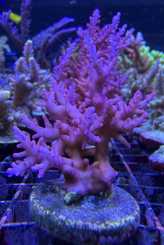 (RSCF) Red Dragon Acropora WYSIWYG