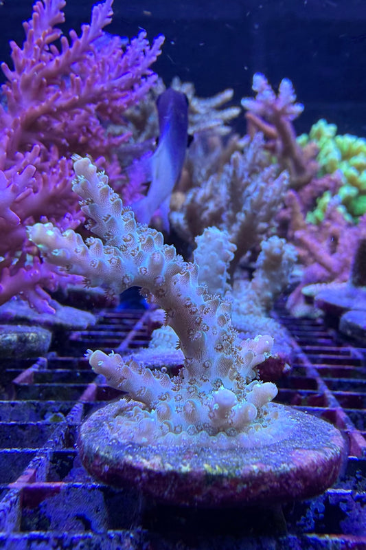 (RSCF) Northern Lights Acropora Coral WYSIWYG