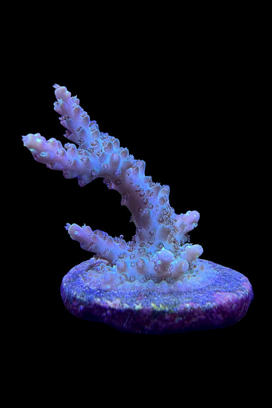 (RSCF) Northern Lights Acropora Coral WYSIWYG