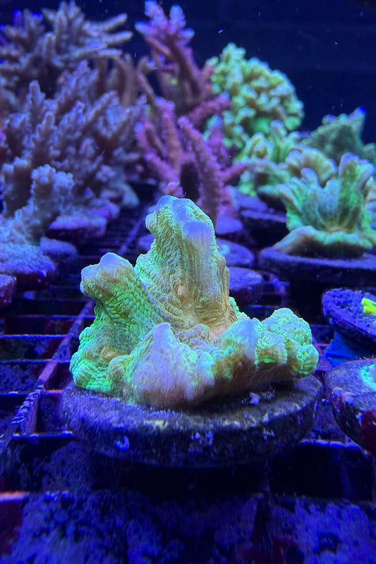 (RSCF) Space Invader Pectinia Coral WYSIWYG
