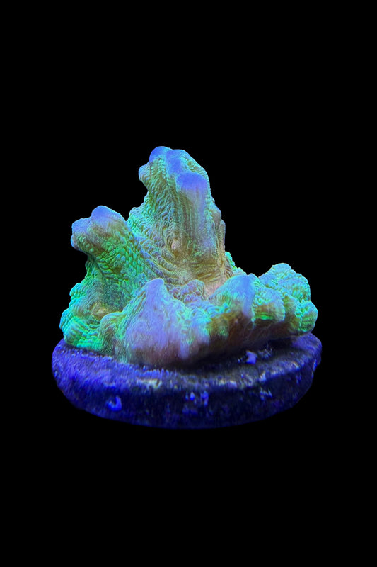 (RSCF) Space Invader Pectinia Coral WYSIWYG