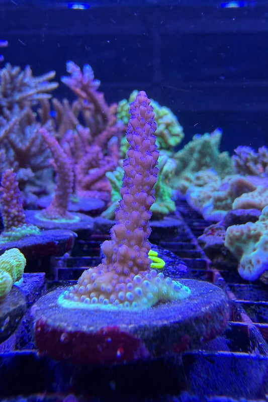 (RSCF) Pink Cadillac Acropora Coral WYSIWYG