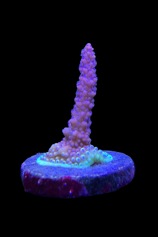 (RSCF) Pink Cadillac Acropora Coral WYSIWYG