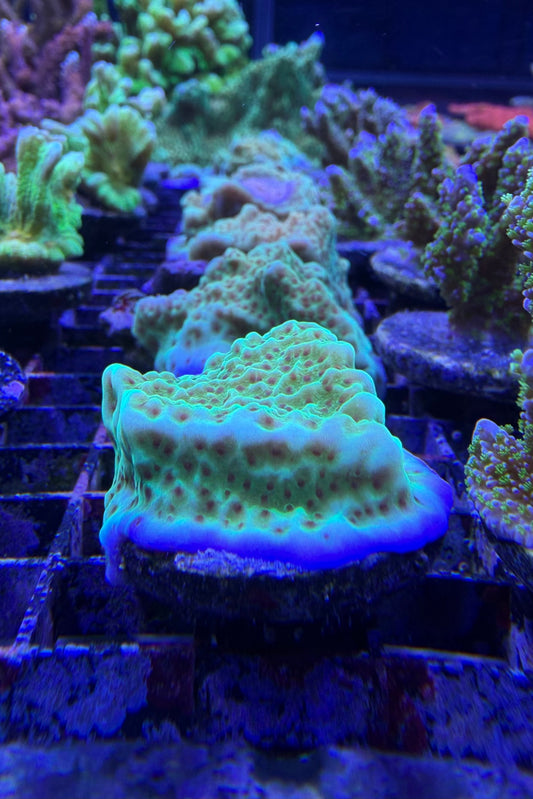 (RSCF) Jedi Mind Trick Montipora Coral WYSIWYG
