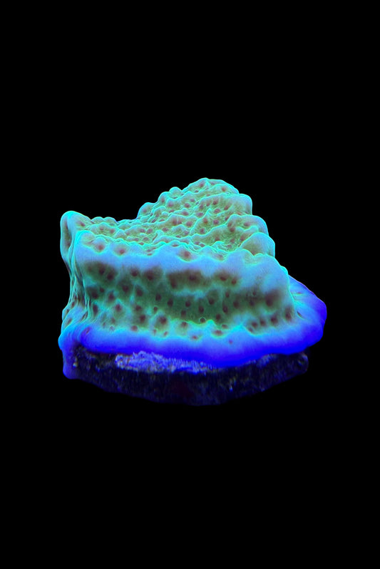 (RSCF) Jedi Mind Trick Montipora Coral WYSIWYG