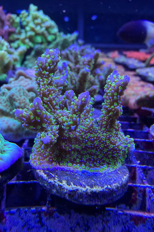(RSCF) Montipora stellata Coral WYSIWYG