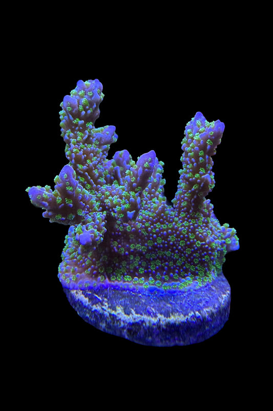 (RSCF) Montipora stellata Coral WYSIWYG