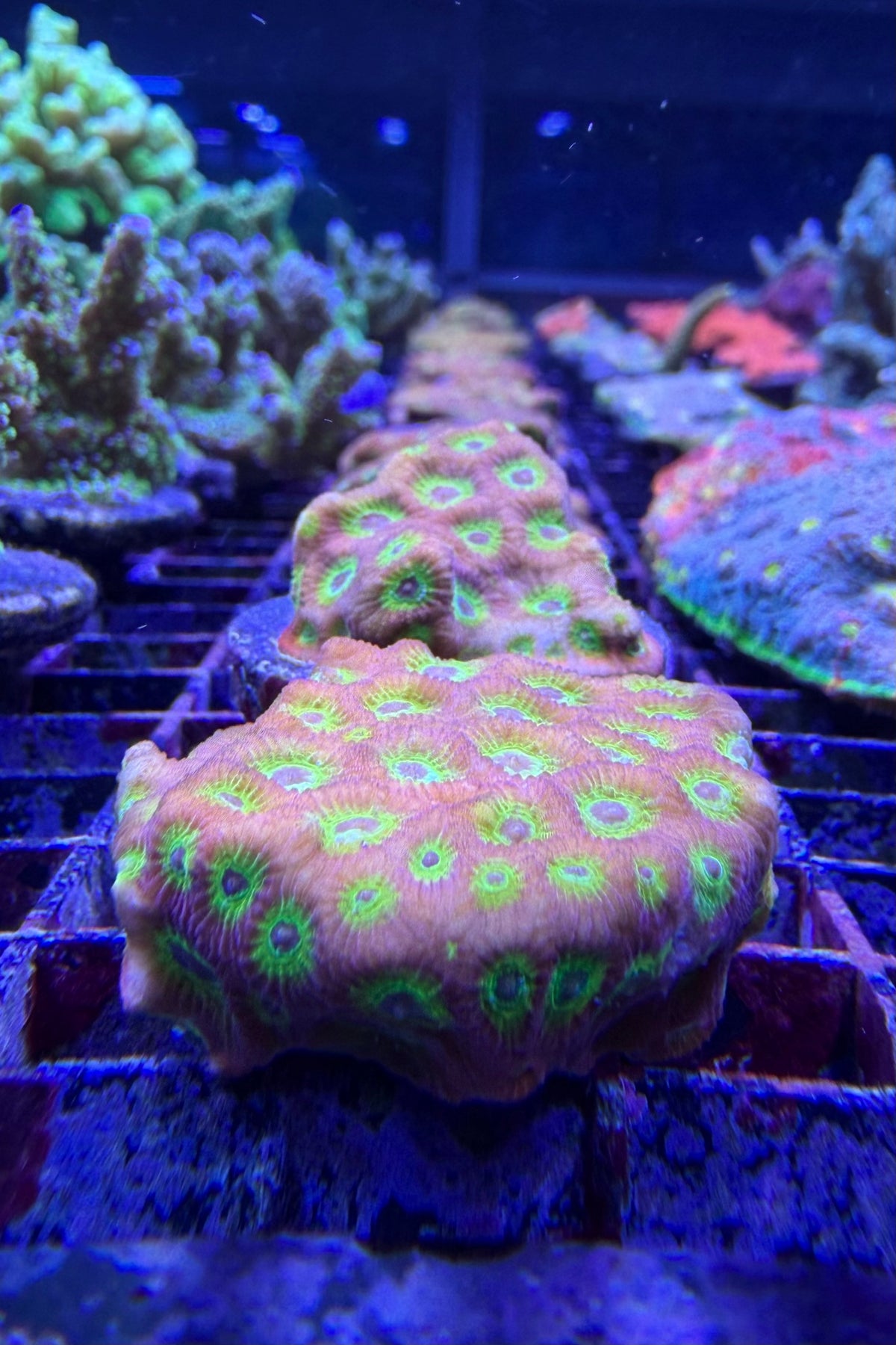 (RSCF) Flame Boi Favia Coral WYSIWG