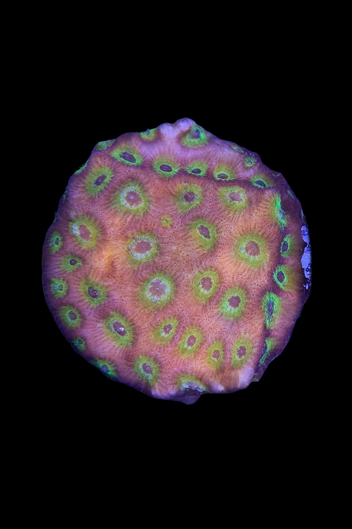 (RSCF) Flame Boi Favia Coral WYSIWG