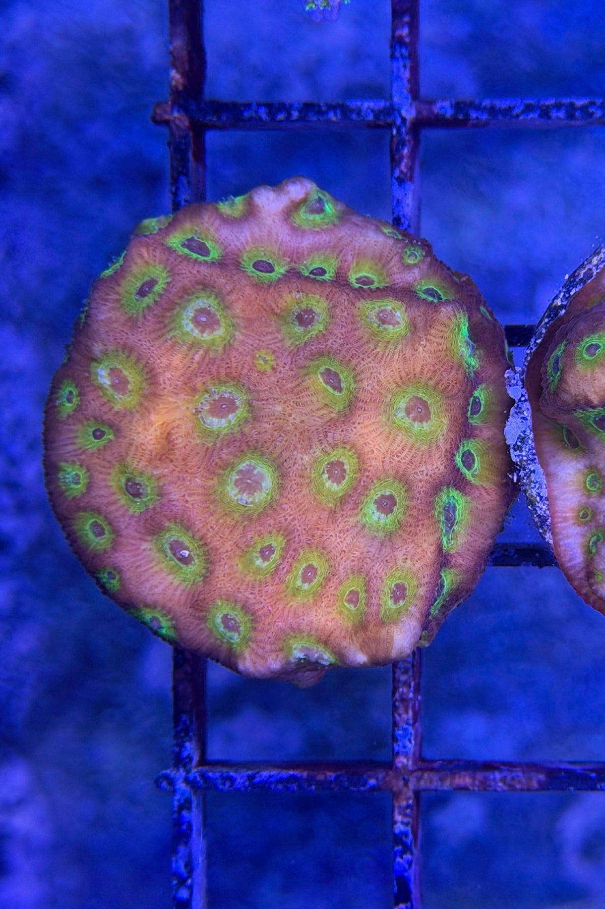 (RSCF) Flame Boi Favia Coral WYSIWG