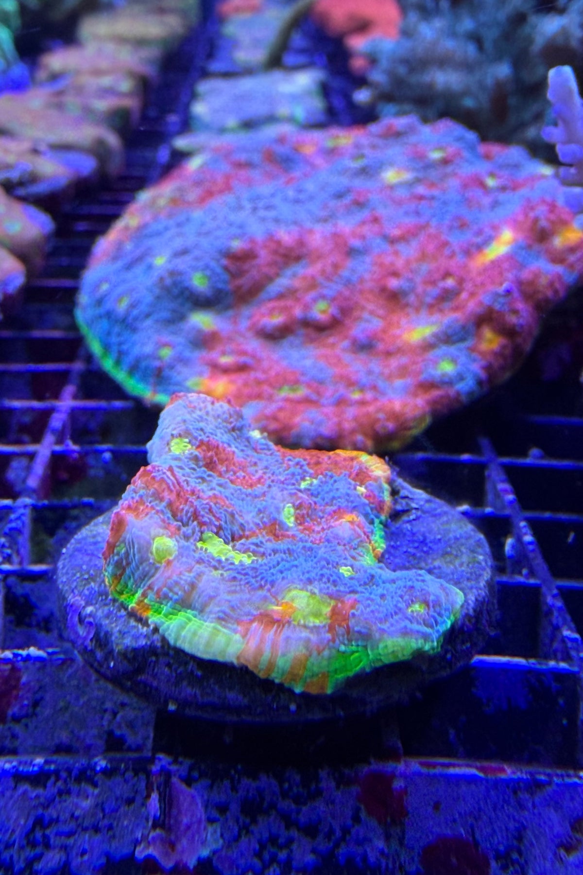 (RSCF) Flaming Bugatti Chalice Coral WYSIWYG