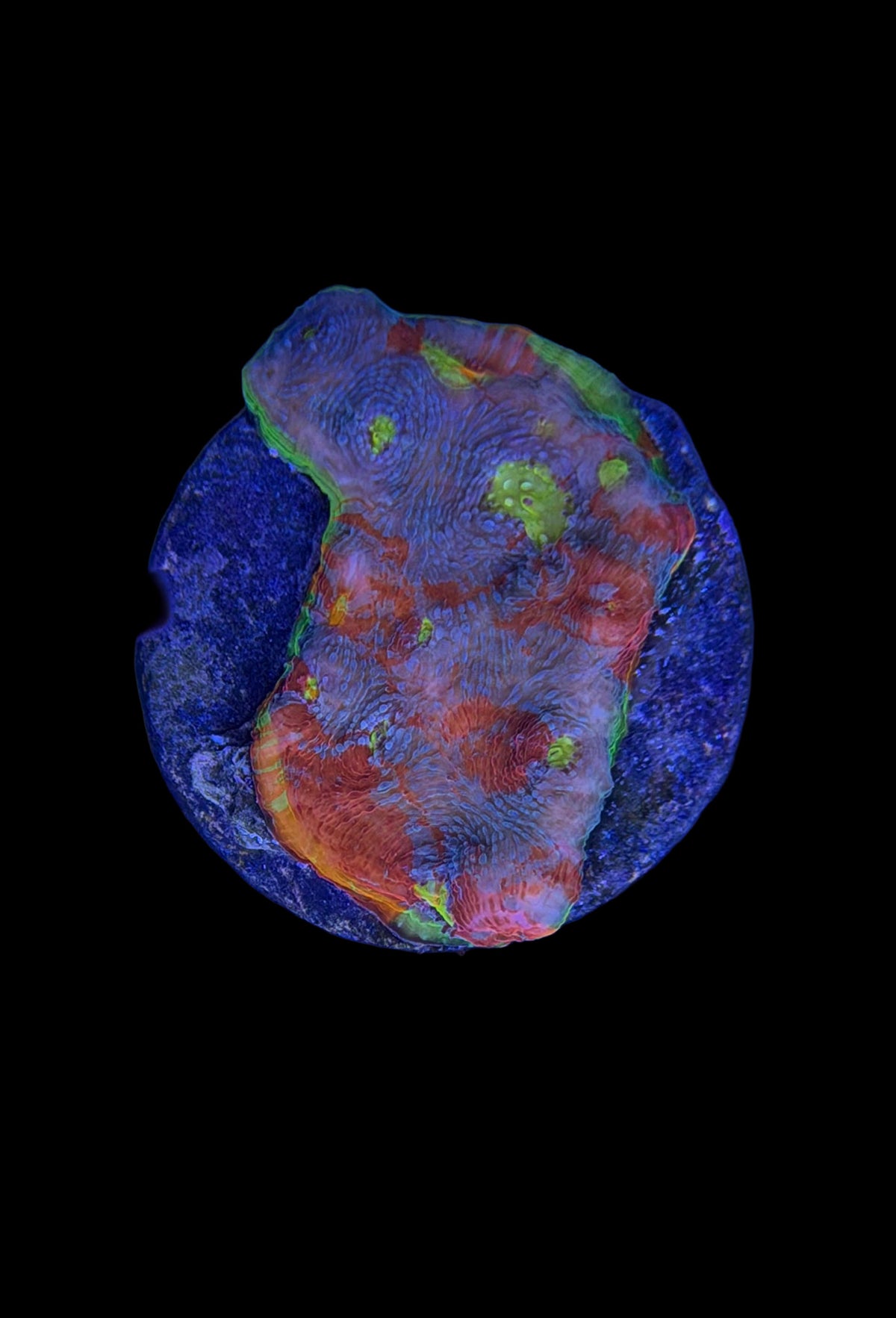 (RSCF) Flaming Bugatti Chalice Coral WYSIWYG
