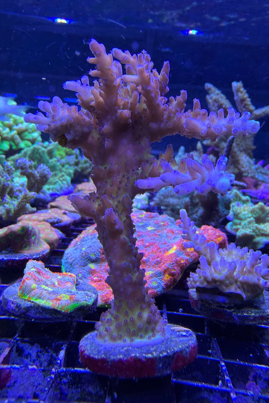 (RSCF) Tricolor Valida Acropora Coral WYSIWYG
