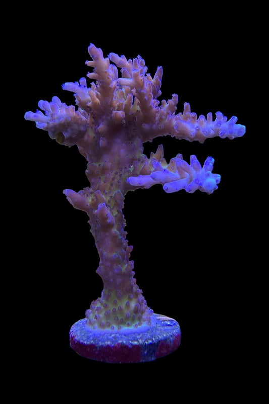 (RSCF) Tricolor Valida Acropora Coral WYSIWYG