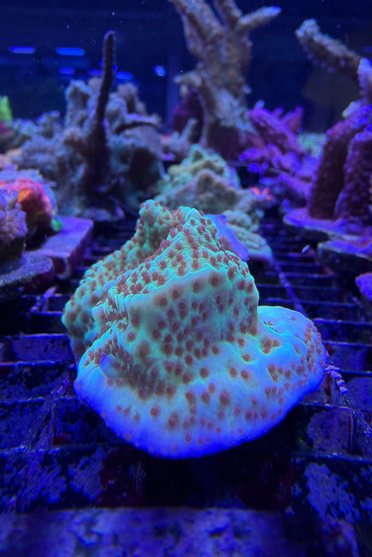 (RSCF) Jedi Mind Trick Montipora Coral WYSIWYG