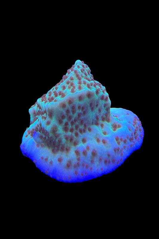 (RSCF) Jedi Mind Trick Montipora Coral WYSIWYG