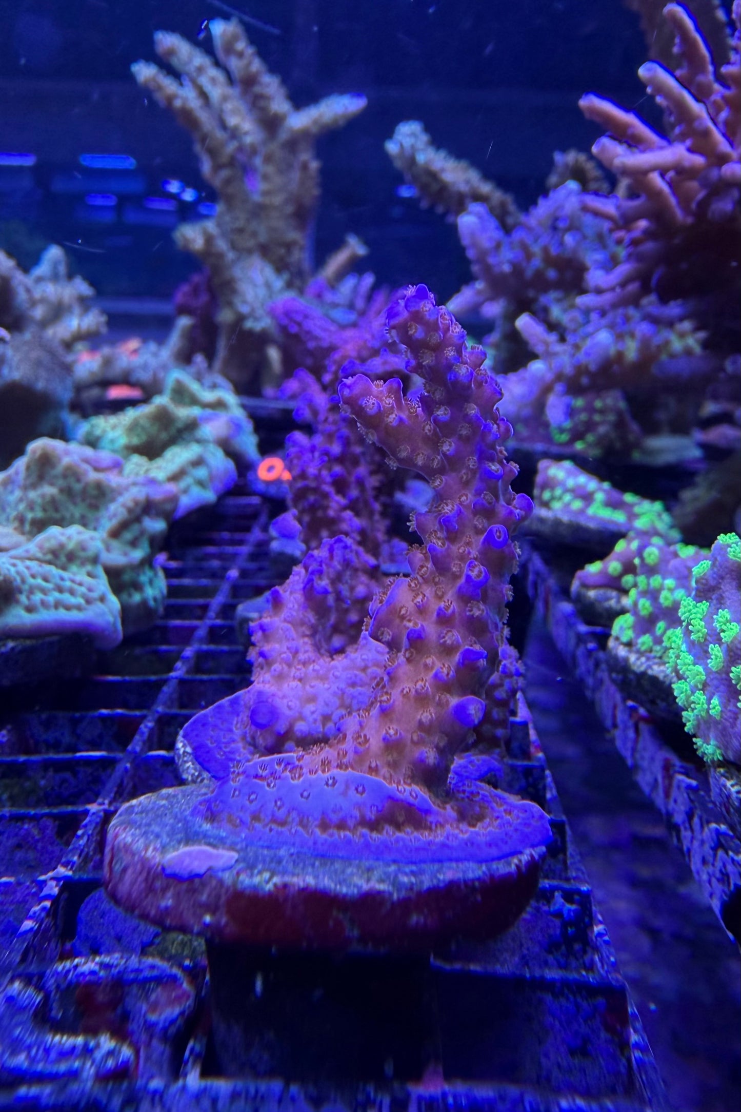 (RSCF) Sunset Acropora Coral WYSIWYG