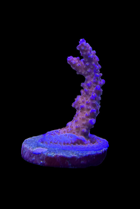 (RSCF) Sunset Acropora Coral WYSIWYG