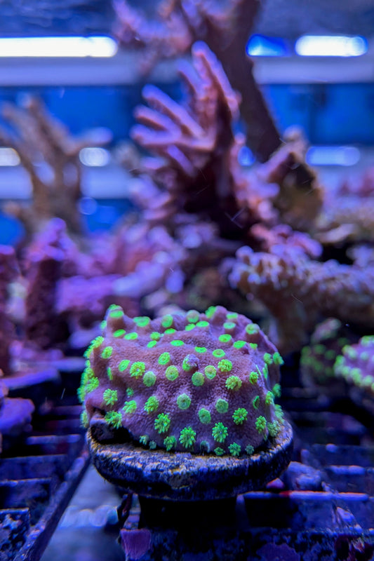 (RSCF) Montipora australiensis Coral WYSIWYG