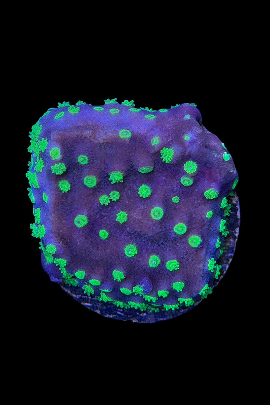 (RSCF) Montipora australiensis Coral WYSIWYG