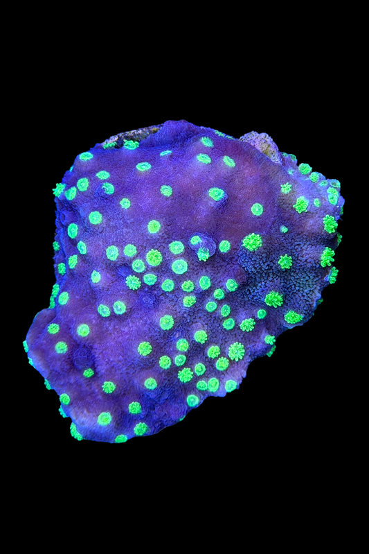 (RSCF) Montipora australiensis Coral WYSIWYG