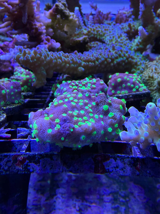 (RSCF) Montipora australiensis Coral WYSIWYG