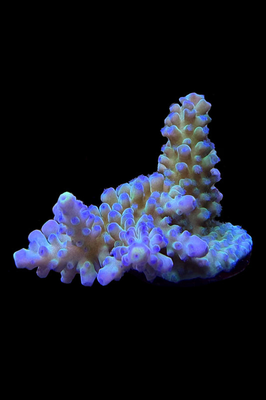 (RSCF) Blueberry (Yellow Tip) Acropora Coral WYSIWYG