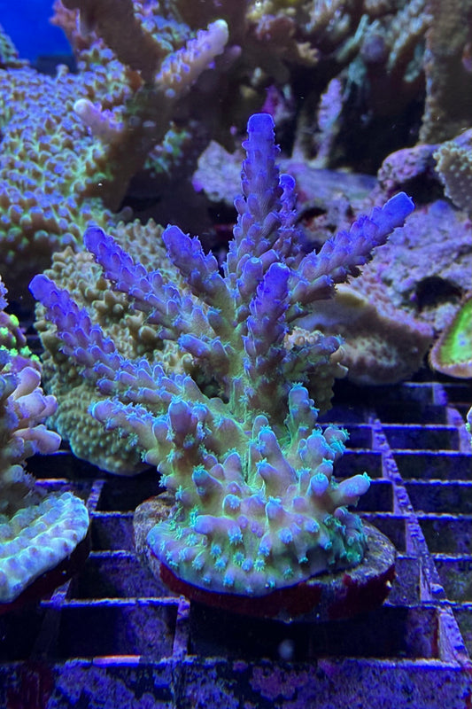(RSCF) Blue Tort Acropora Coral WYSIWYG