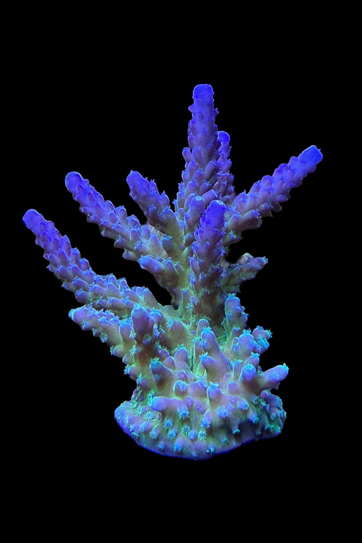(RSCF) Blue Tort Acropora Coral WYSIWYG