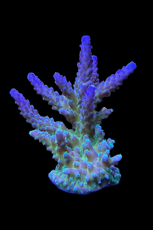(RSCF) Blue Tort Acropora Coral WYSIWYG