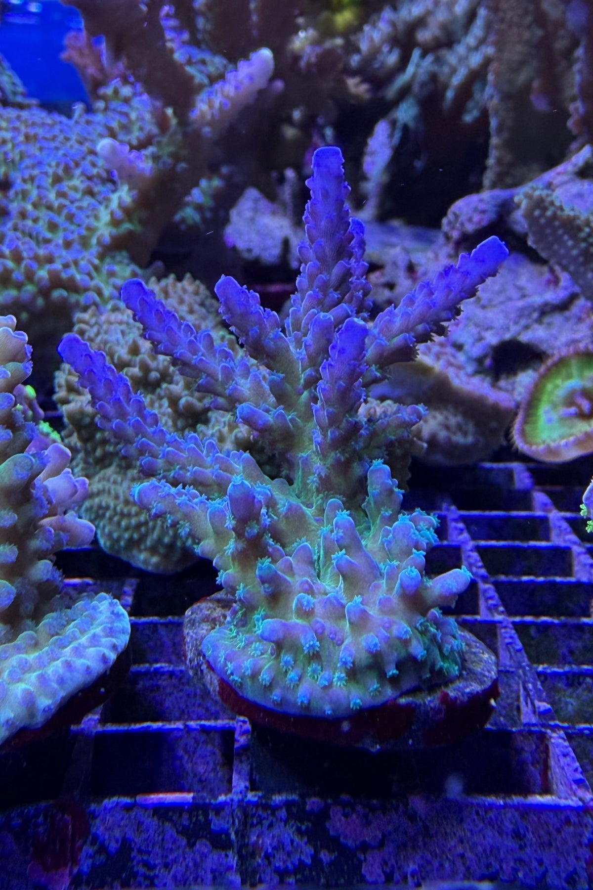 (RSCF) Blue Tort Acropora Coral WYSIWYG