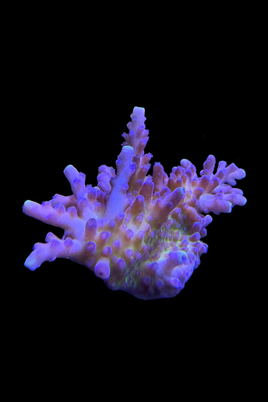 (RSCF) Tricolor Valida Acropora Coral WYSIWYG