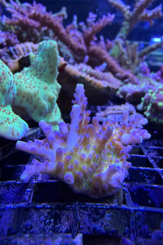 (RSCF) Tricolor Valida Acropora Coral WYSIWYG
