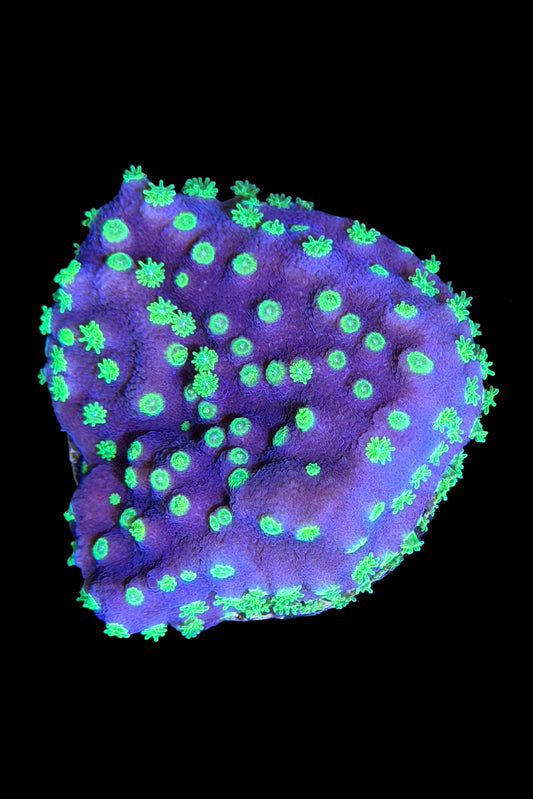 (RSCF) Montipora australiensis Coral WYSIWYG
