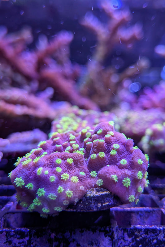 (RSCF) Montipora australiensis Coral WYSIWYG