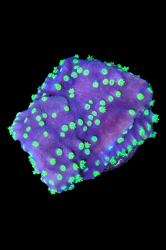 (RSCF) Montipora australiensis Coral WYSIWYG